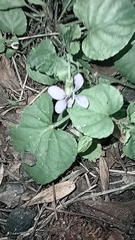 Viola reichenbachiana