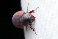 Scarabaeidae