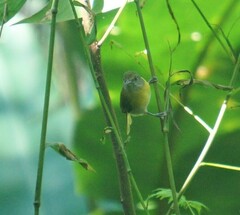 Hylophilus thoracicus