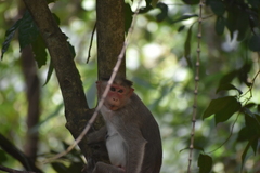 Macaca radiata