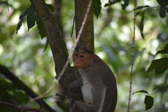 Macaca radiata