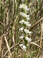 Spiranthes cernua