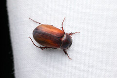 Scarabaeidae