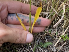 Spiranthes cernua