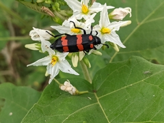 Hycleus biundulatus