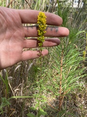 Solidago erecta