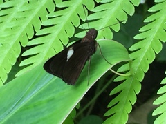 Notocrypta paralysos varians