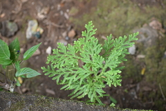 Selaginella delicatula