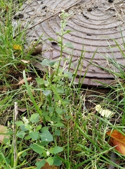 Chenopodium opulifolium