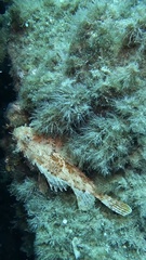 Scorpaena scrofa