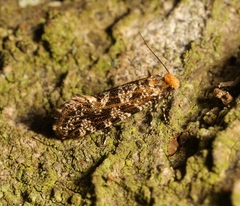 Triaxomera parasitella