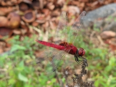 Urothemis signata