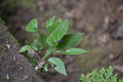 Rhynchoglossum obliquum