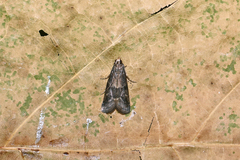 Glyptoteles leucacrinella