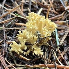 Phaeoclavulina eumorpha