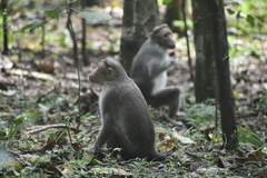 Macaca radiata