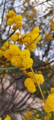 Acacia retinodes