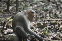 Macaca radiata