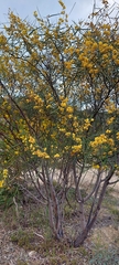 Acacia retinodes