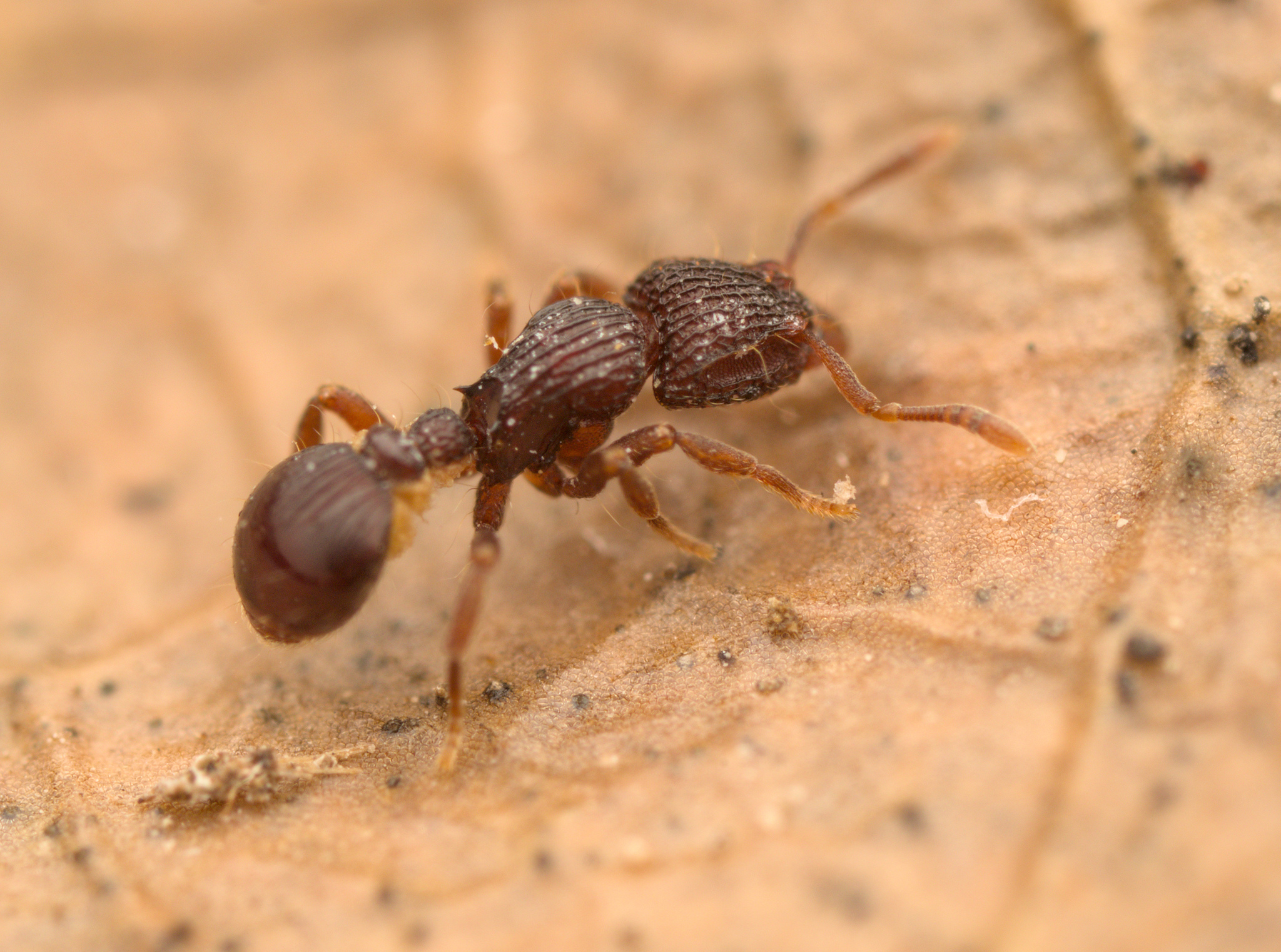 Dacetinops