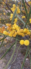 Acacia retinodes