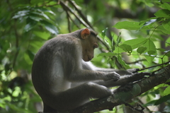 Macaca radiata