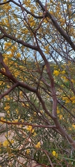 Acacia retinodes