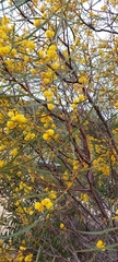 Acacia retinodes