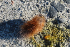 Erebidae