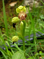 Ophrys fusca