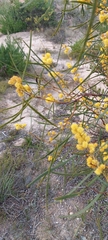 Acacia retinodes
