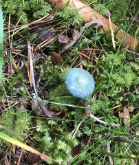 Stropharia aeruginosa