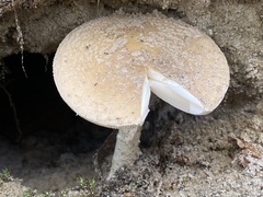 Amanita