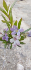 Billardiera cymosa