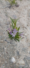 Billardiera cymosa