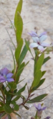Billardiera cymosa