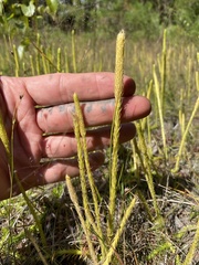 Lycopodiella appressa