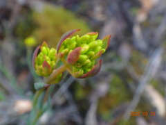 Glischrocaryon behrii