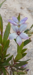 Billardiera cymosa