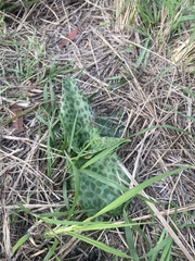 Ledebouria ovatifolia