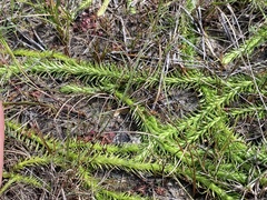 Lycopodiella appressa