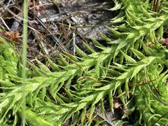Lycopodiella appressa