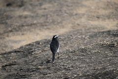 Motacilla maderaspatensis