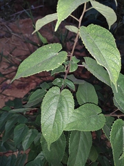 Broussonetia kaempferi