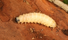Anania hortulata