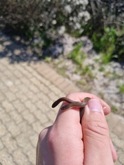 Lycodonomorphus rufulus