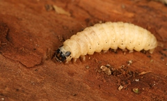 Anania hortulata