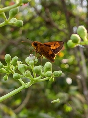 Oriens goloides