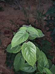 Broussonetia kaempferi