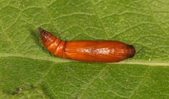 Anania hortulata